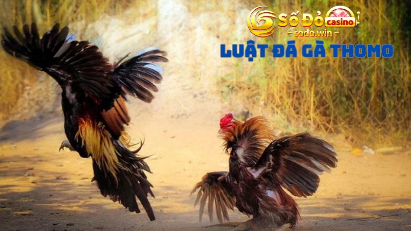 Dự đoán kết quả đá gà Thomo siêu đơn giản qua luật chơi
