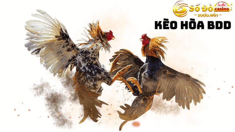 Không nên vào tiền kèo BDD có thể x4 lần vốn cược